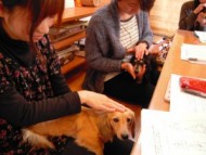 愛犬のためのアロマ＆ドッグマッサージセミナー（2013.2.17) 富士宮教室