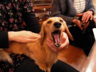 愛犬のためのアロマ＆ドッグマッサージセミナー（2013.2.17) 富士宮教室