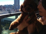 愛犬のためのアロマ＆ドッグマッサージセミナー（2012.11.10)東京教室