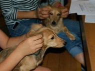 愛犬のためのアロママッサージ講座（2012.7.22)富士宮教室