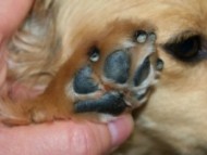 手作りアロマ肉球クリーム