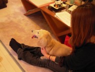 愛犬のためのアロママッサージ講座（2012/2/28　沼津教室）
