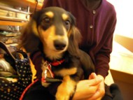 愛犬のためのアロママッサージ教室（2012.3.25）富士宮教室