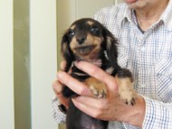 後藤誠先生　しつけ指導