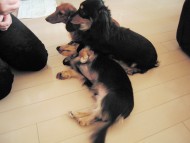 愛犬のためのアロマ＆ドッグマッサージセミナー（2013.2.9) 東京教室