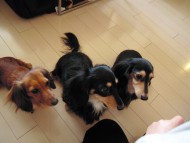 愛犬のためのアロマ＆ドッグマッサージセミナー（2013.2.9) 東京教室