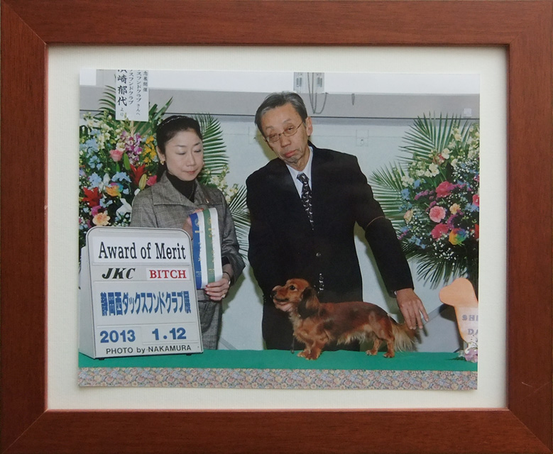 アリちゃん 犬種　カニンヘンダックス　3.0kg 女の子 コートカラー シェーデットレッド JKCチャンピオン