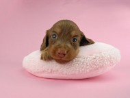 パセリ & ナイトの子犬 チョコイエロー（チョコクリーム） 女の子 お写真初登場