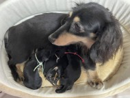 カイラ 7月11日子犬の出産