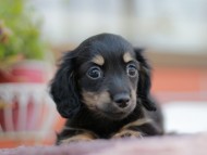 シール&ブルースの子犬 ブラックイエロー（ブラッククリーム） 女の子 カニンヘンダックスフンド